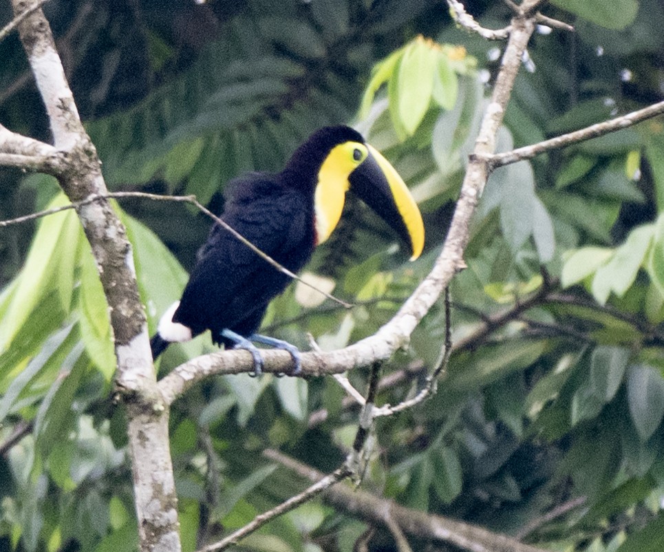 Choco Toucan - ML638797879