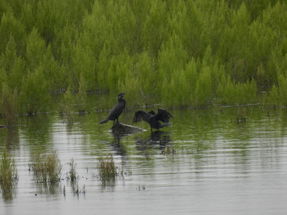 Neotropic Cormorant - ML638797881