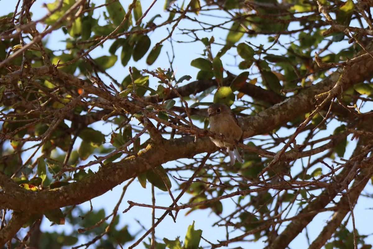 Hutton's Vireo - ML638797883