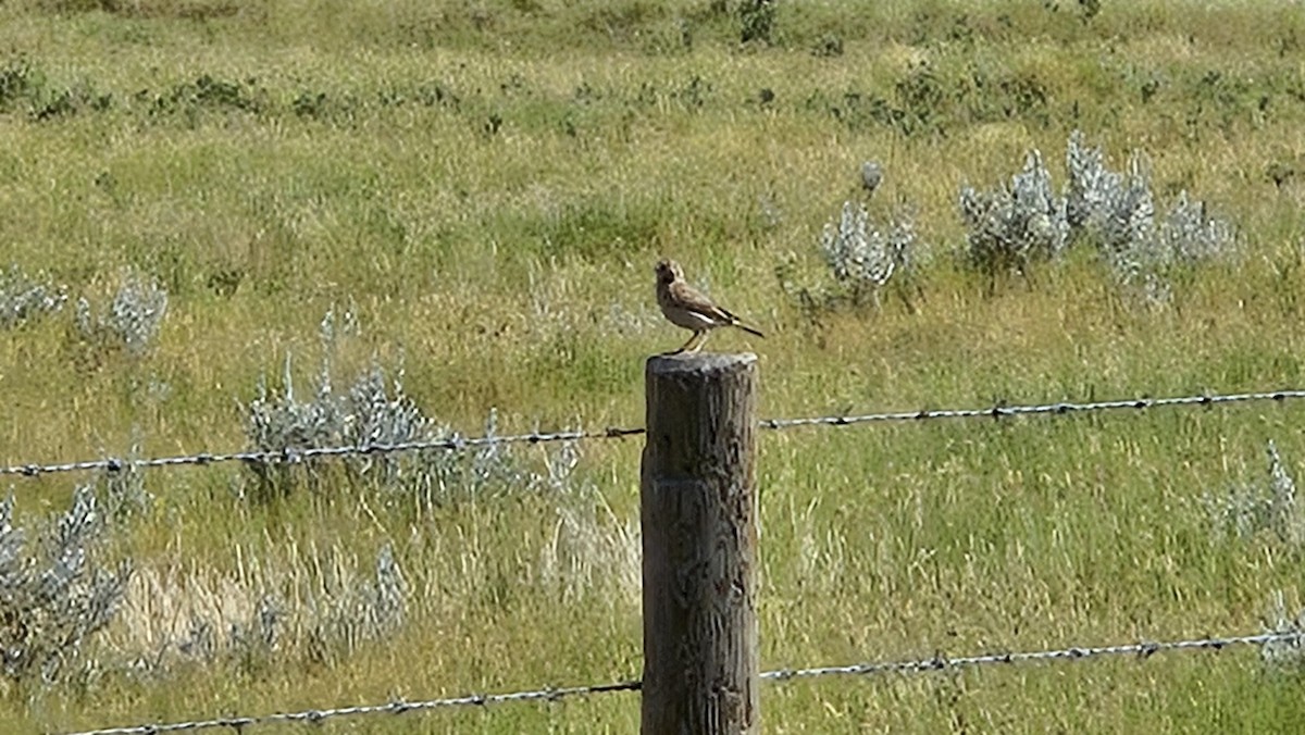 Sprague's Pipit - ML638797884