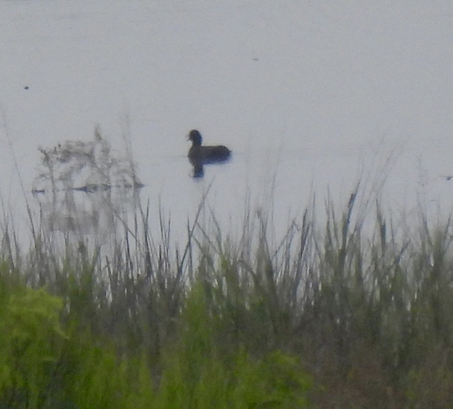 American Coot - ML638797885