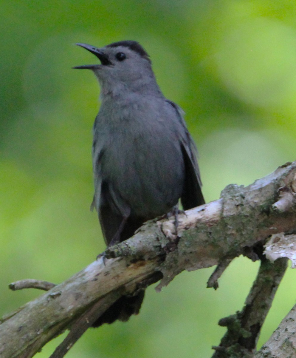 Gray Catbird - ML638797902