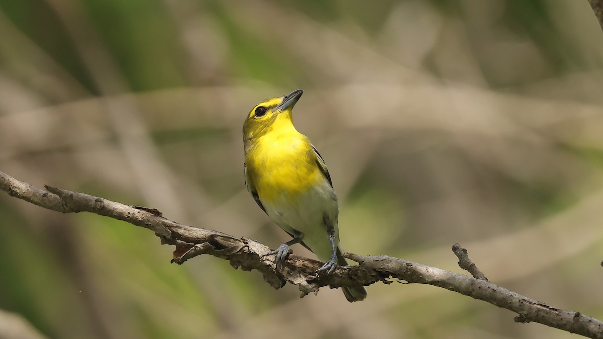 Yellow-throated Vireo - ML638797959