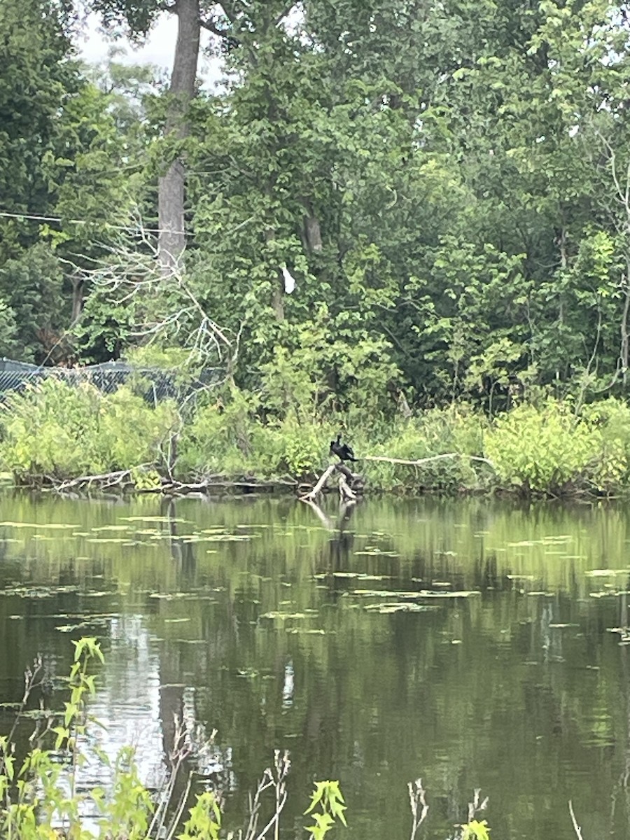 Double-crested Cormorant - ML638797966