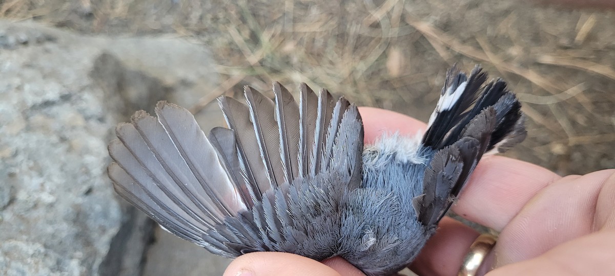Pygmy Nuthatch - ML638797995
