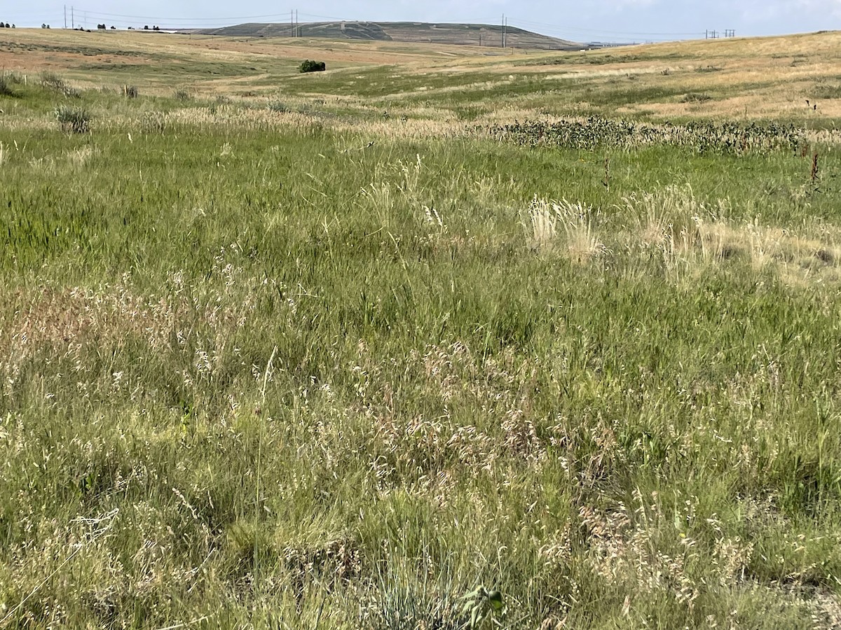null - ML638797997