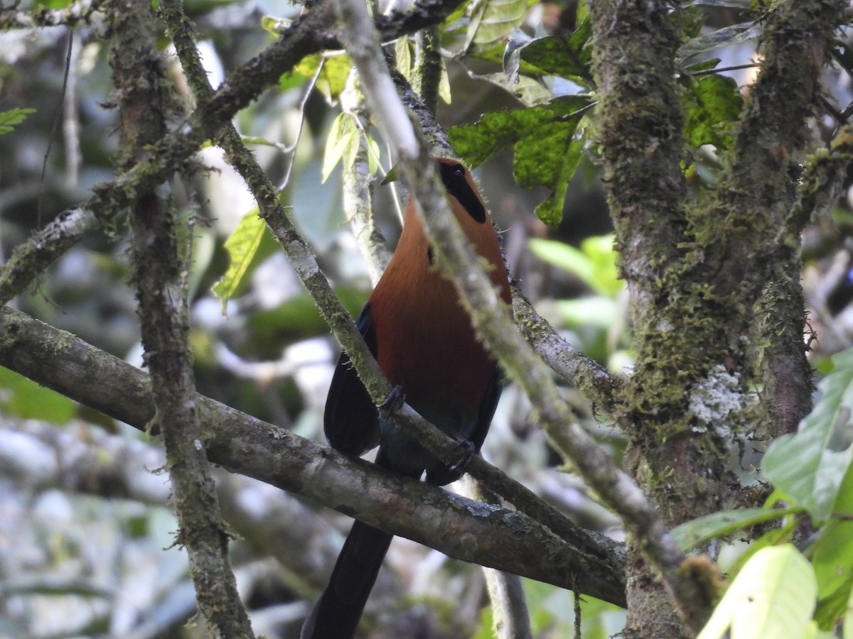Rufous Motmot - ML638798011