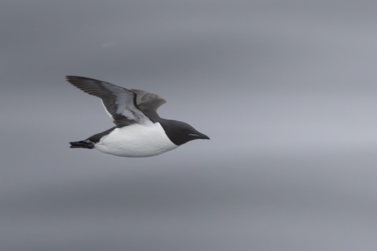 Thick-billed Murre - ML638798012