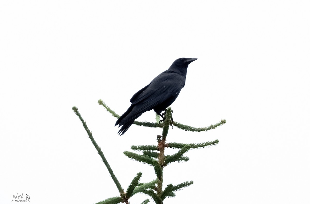 Fish Crow - ML638798133
