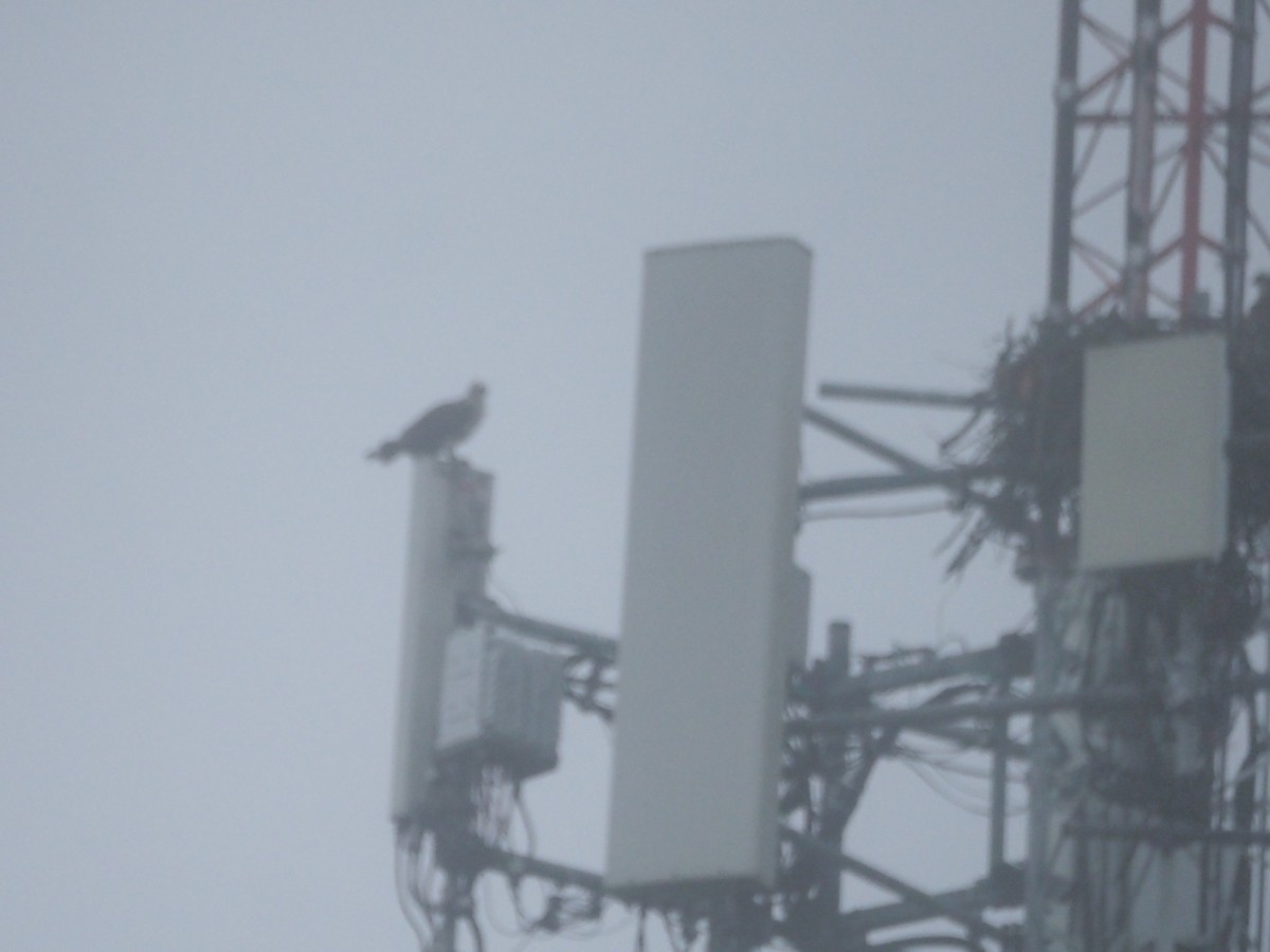 Osprey - ML638798175
