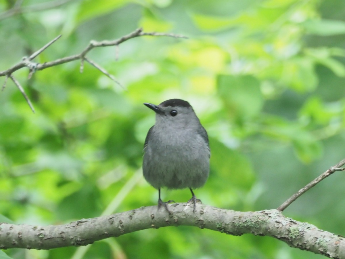 Gray Catbird - ML638798193