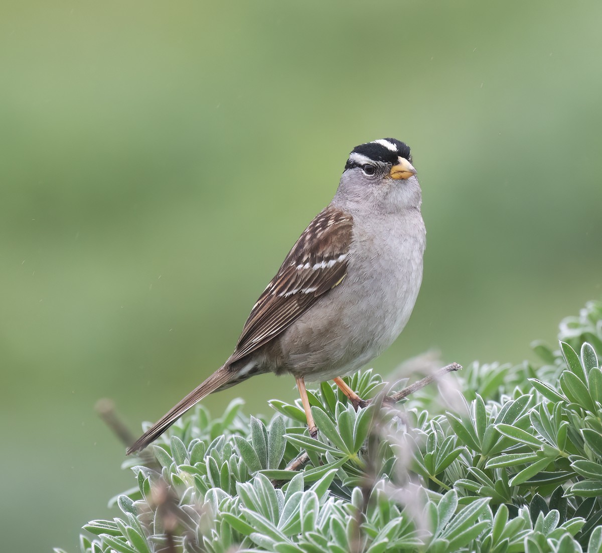White-crowned Sparrow (nuttalli) - ML638798211