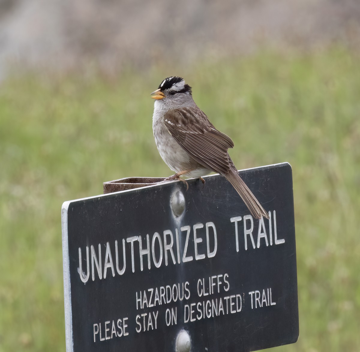 White-crowned Sparrow (nuttalli) - ML638798215
