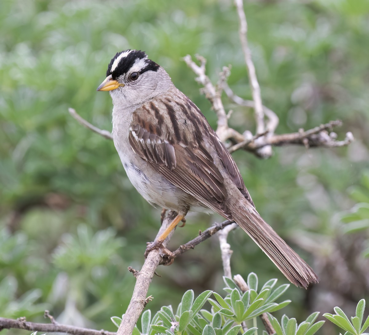 White-crowned Sparrow (nuttalli) - ML638798217