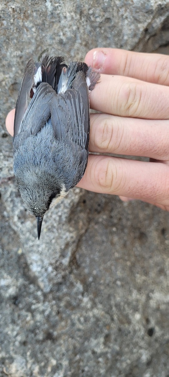 Pygmy Nuthatch - ML638798221