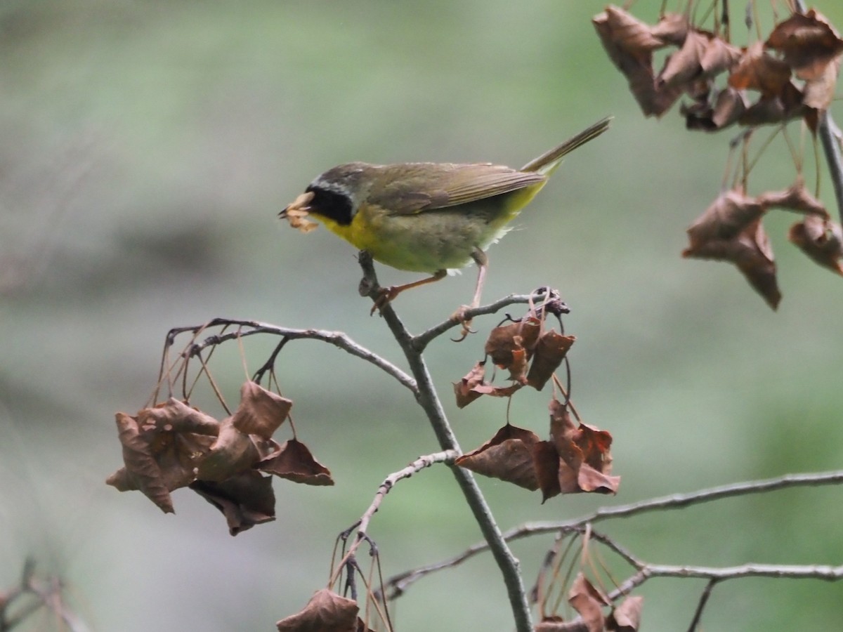 Common Yellowthroat - ML638798279