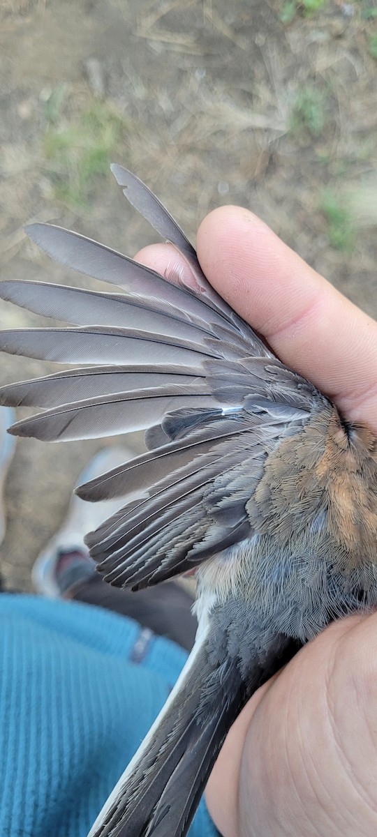 Dark-eyed Junco (Oregon) - ML638798288