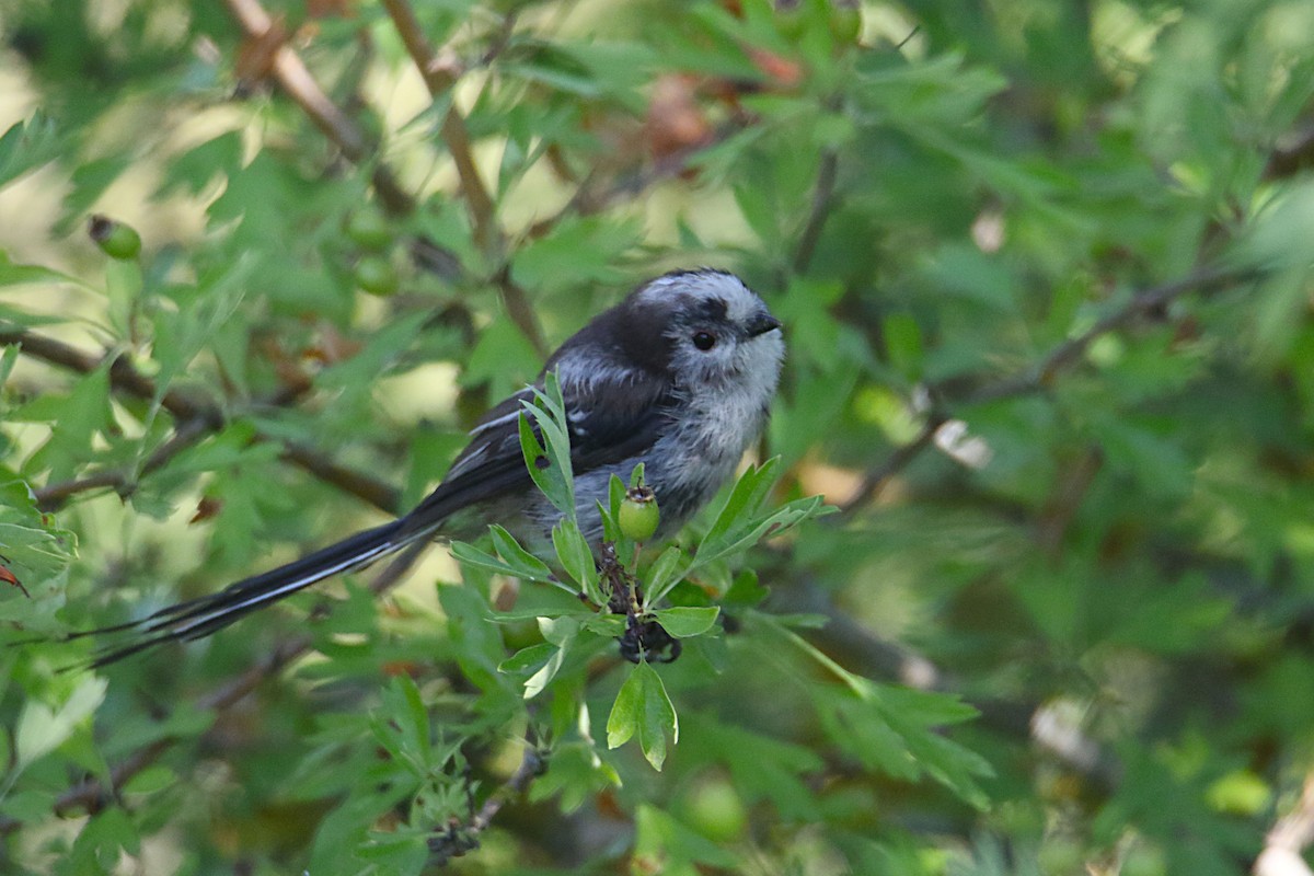 Long-tailed Tit - ML638798356