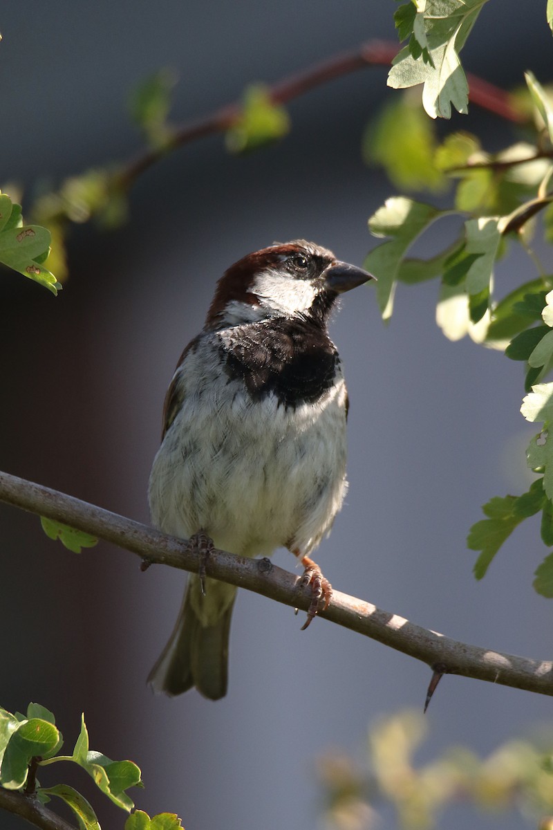 House Sparrow - ML638798370