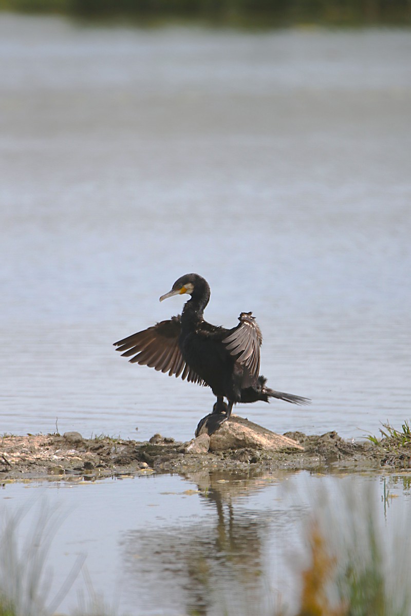 Great Cormorant - ML638798377