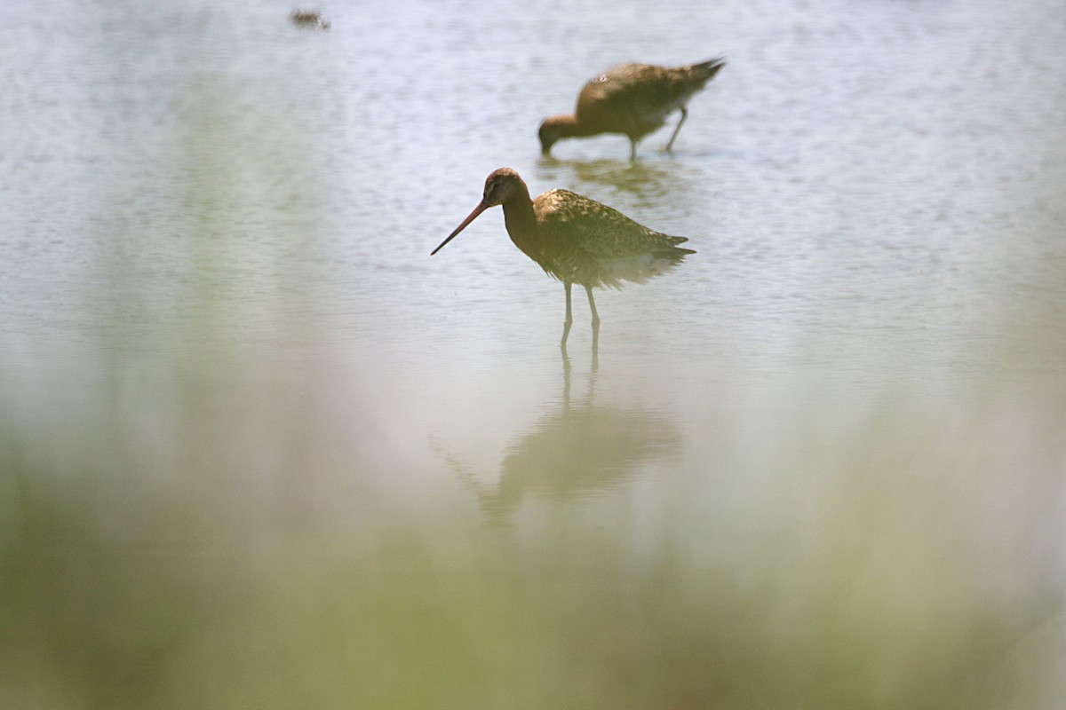 Black-tailed Godwit - ML638798393