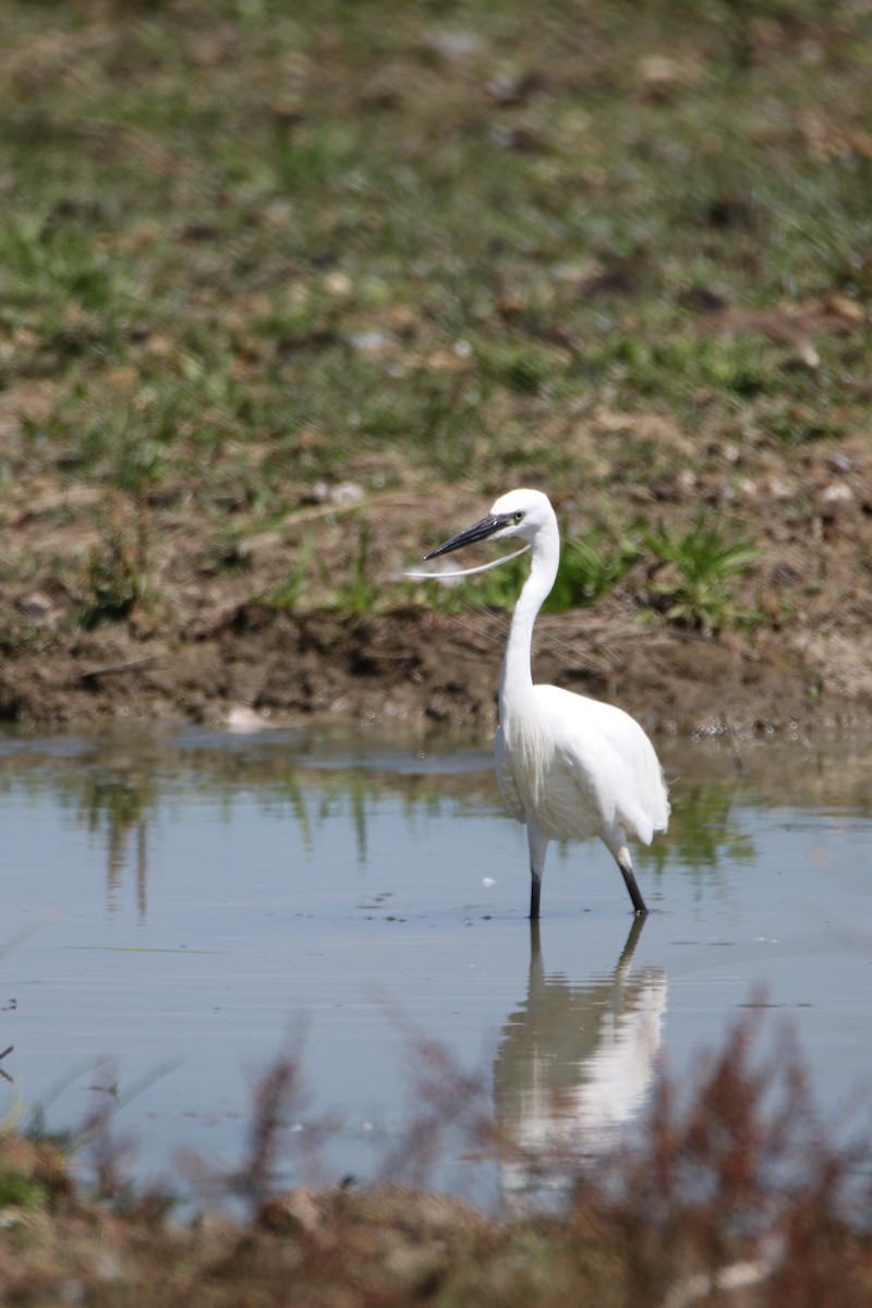 Little Egret - ML638798406