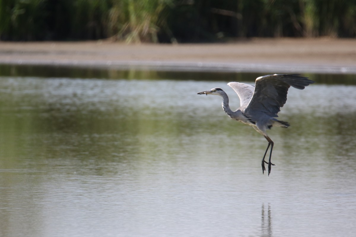 Gray Heron - ML638798412