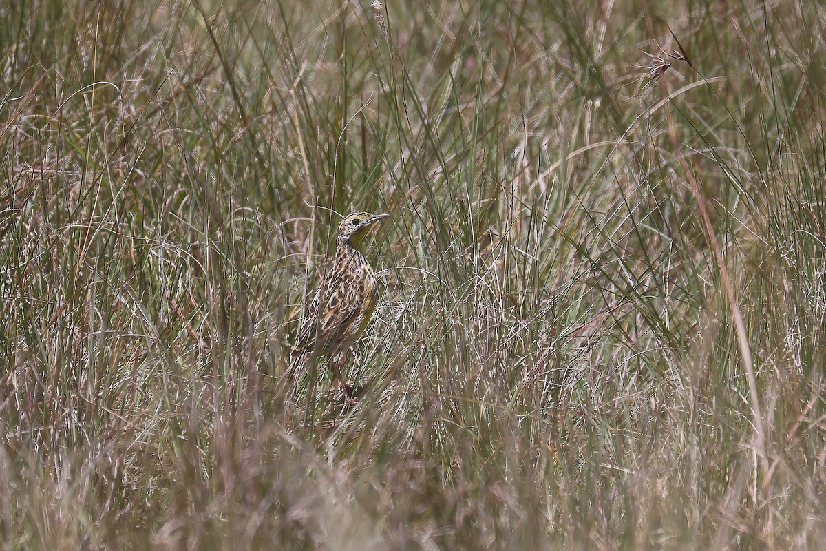 Єрник кенійський - ML638798415