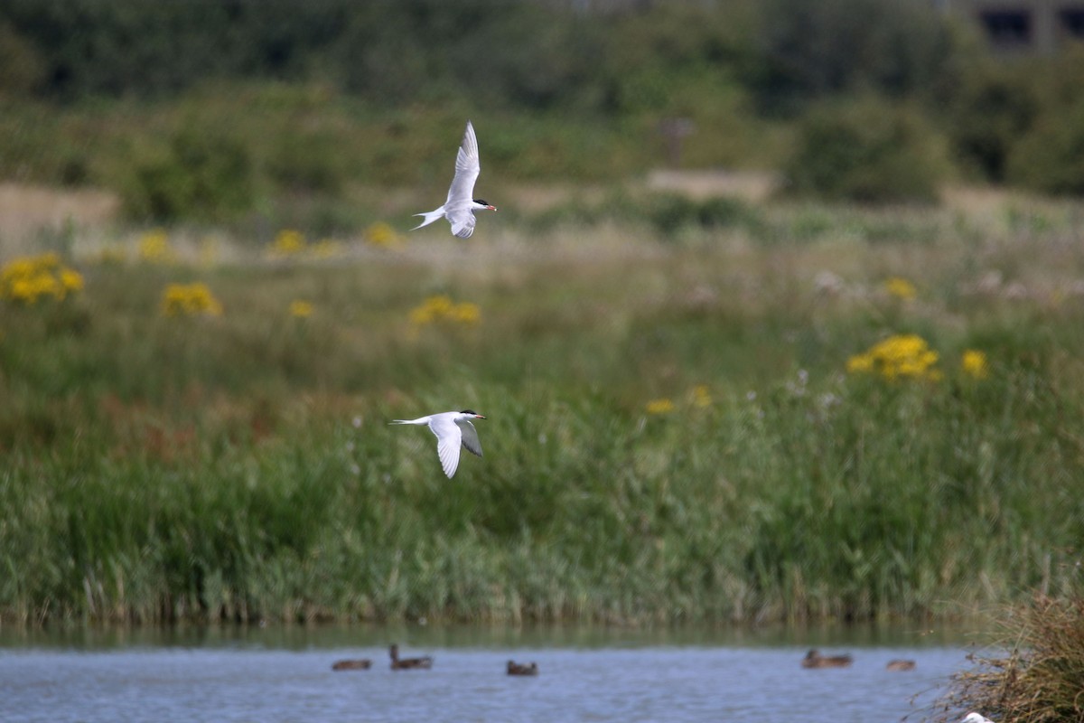 Common Tern - ML638798425