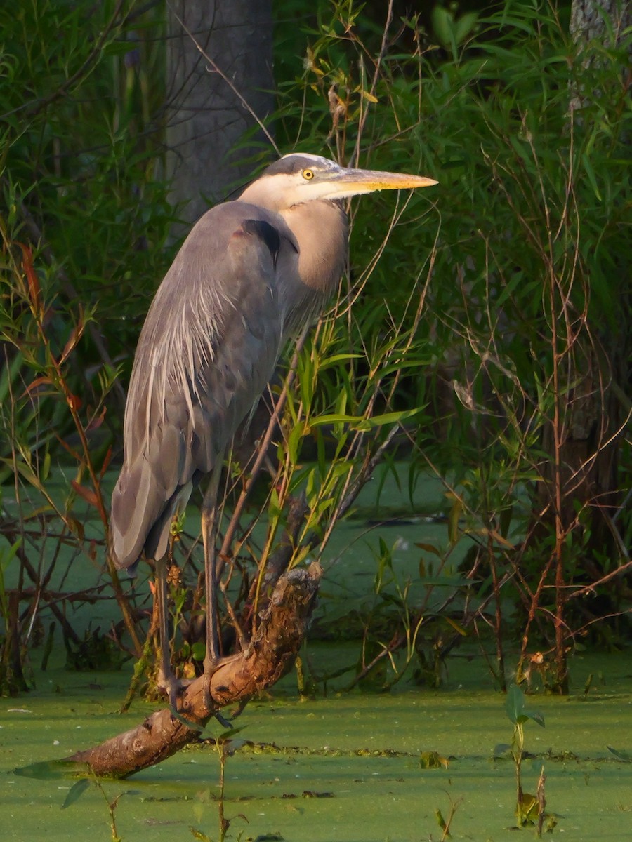 Great Blue Heron - ML638798466