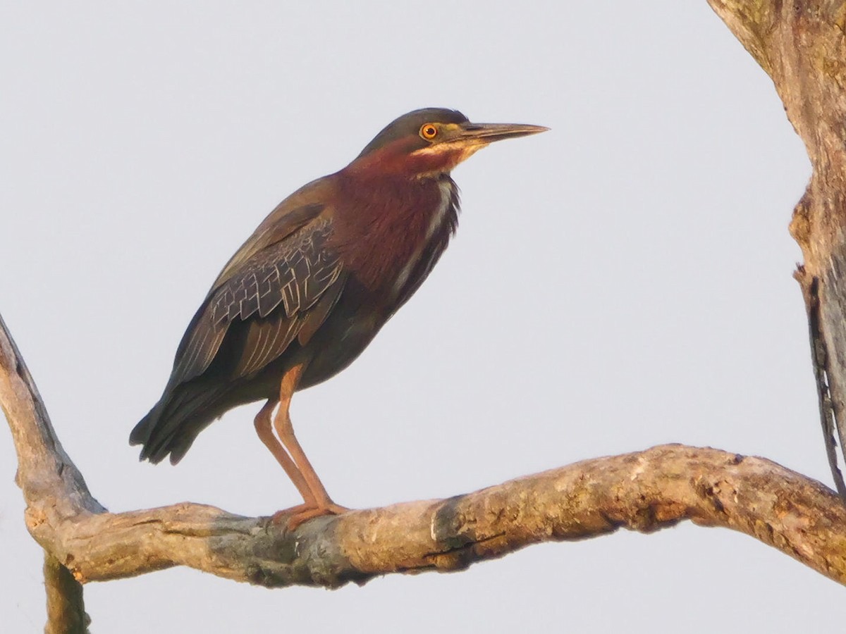 Green Heron - ML638798478