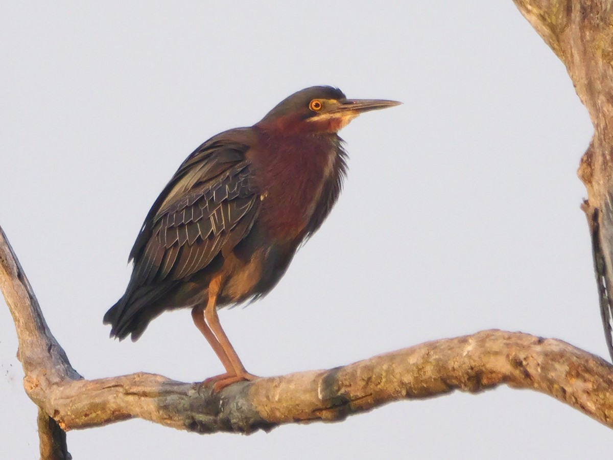 Green Heron - ML638798479