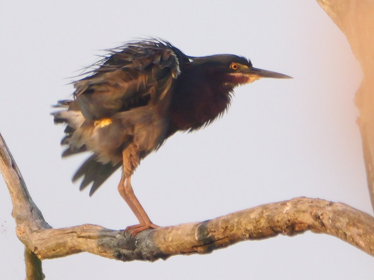 Green Heron - ML638798480