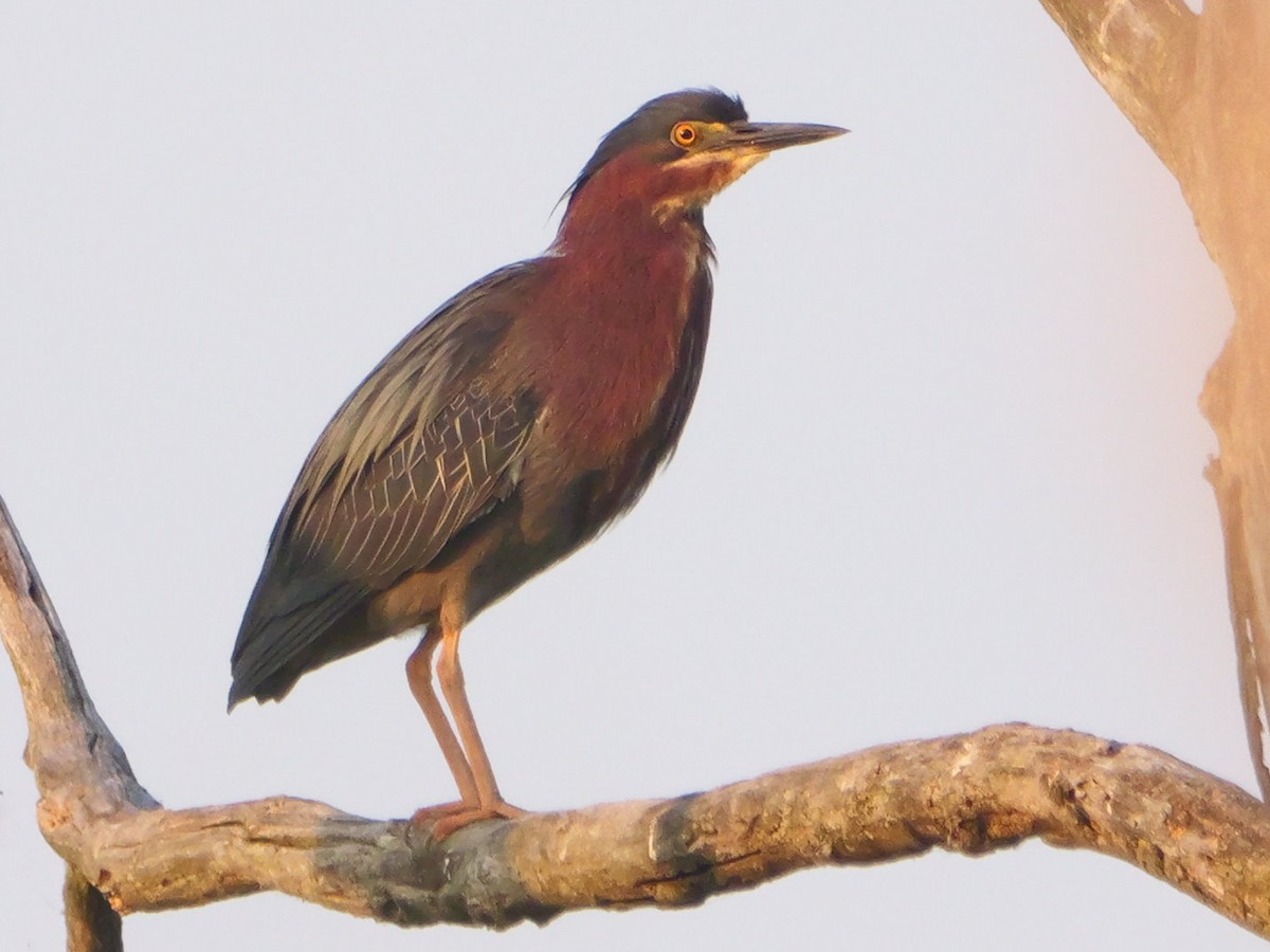 Green Heron - ML638798481