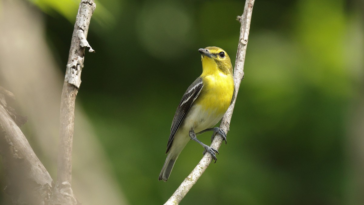 Yellow-throated Vireo - ML638798494