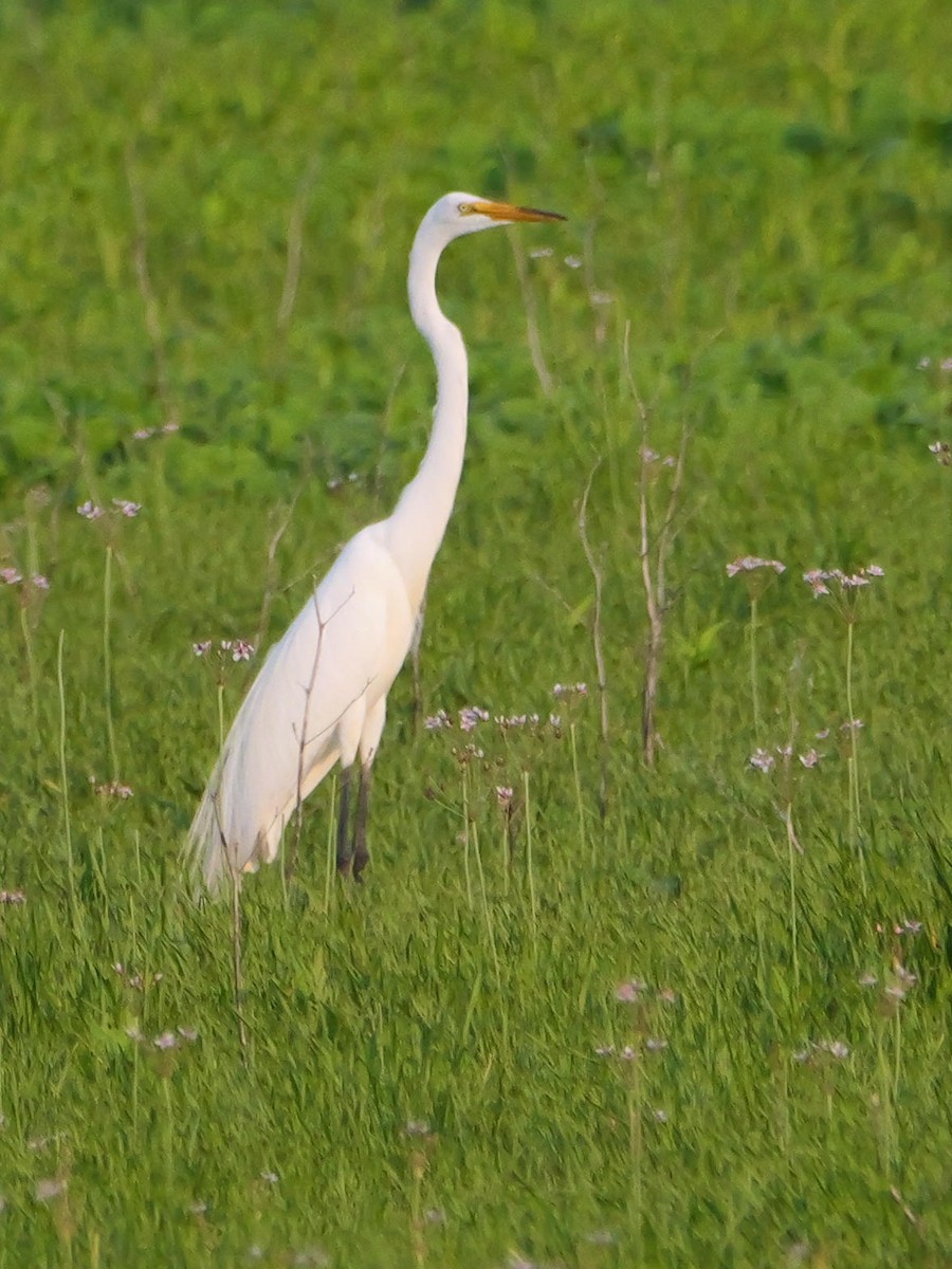 Great Egret - ML638798500
