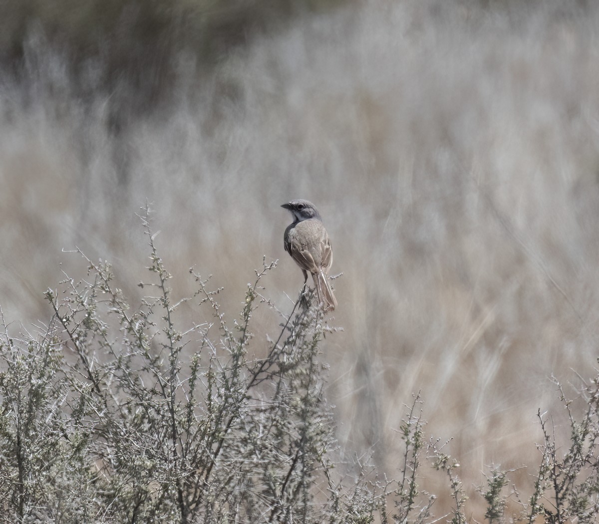 Bell's Sparrow - ML638798533