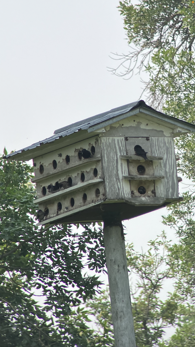 Purple Martin - ML638798542