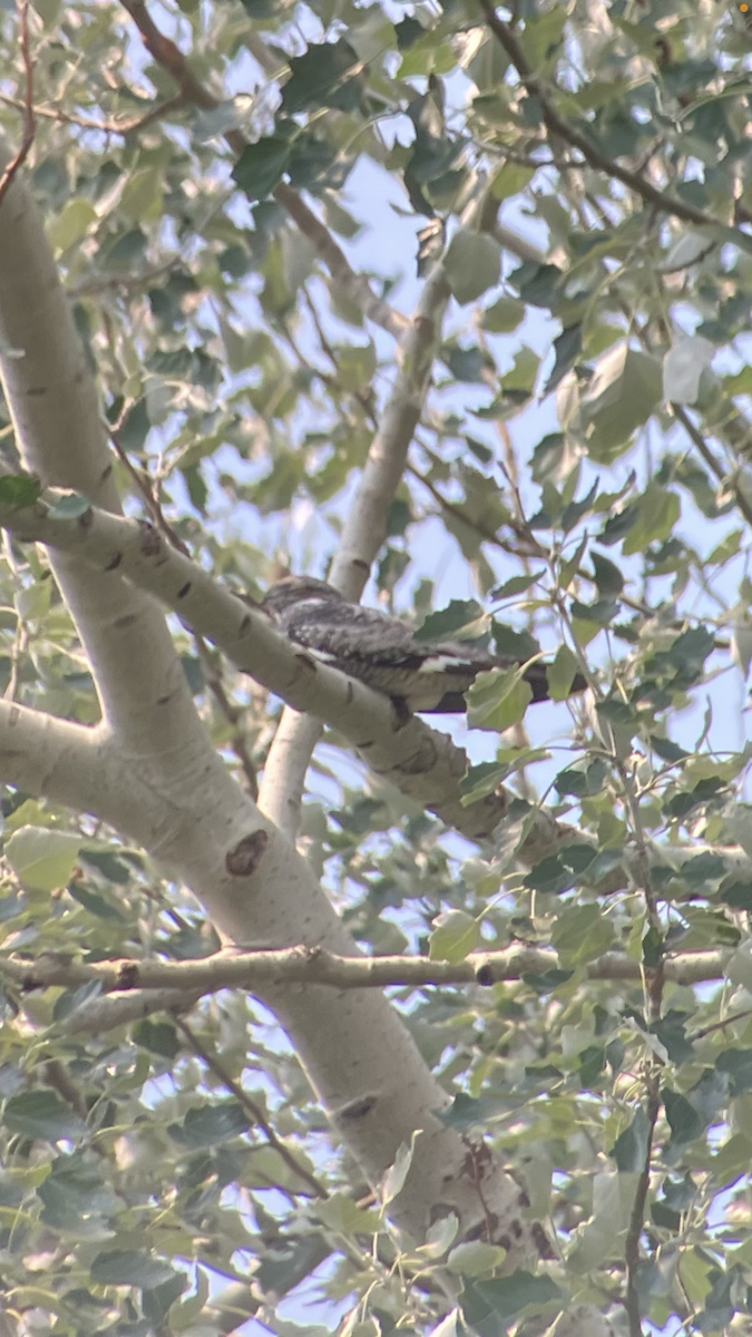 Common Nighthawk - ML638798548