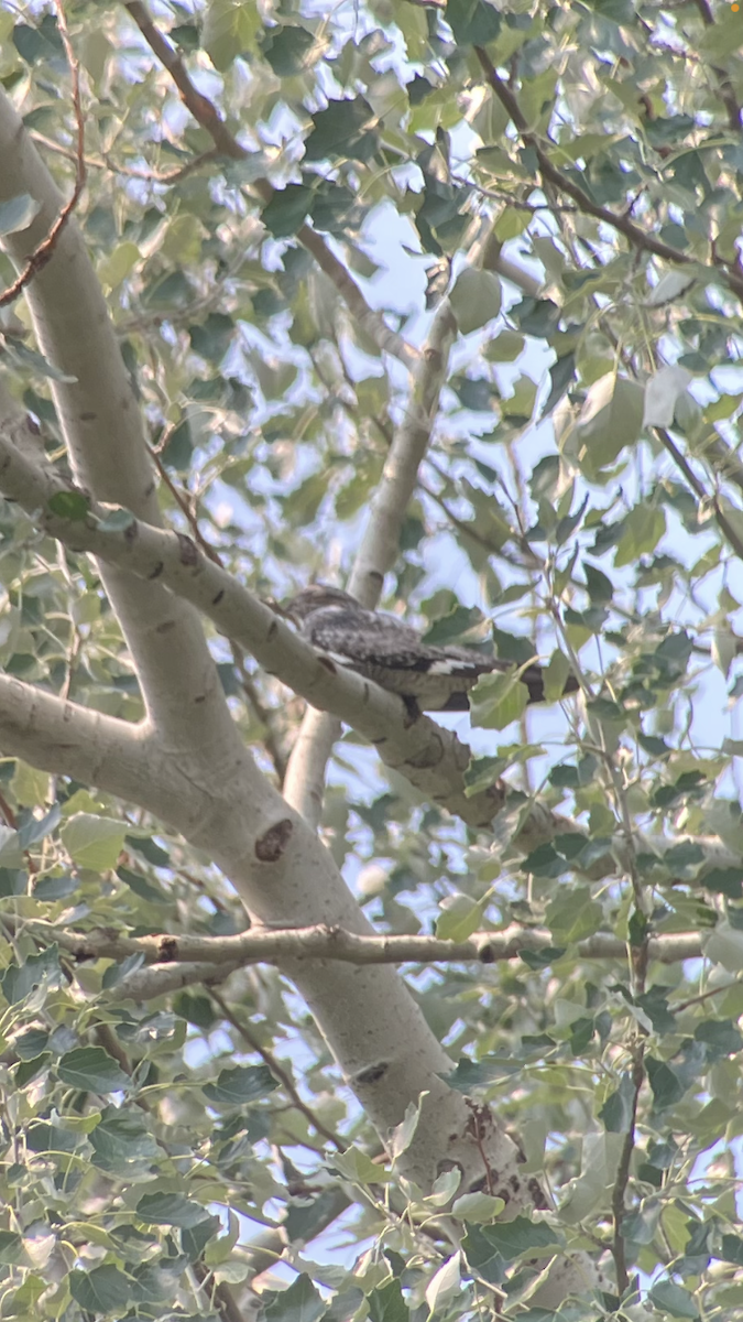 Common Nighthawk - ML638798549