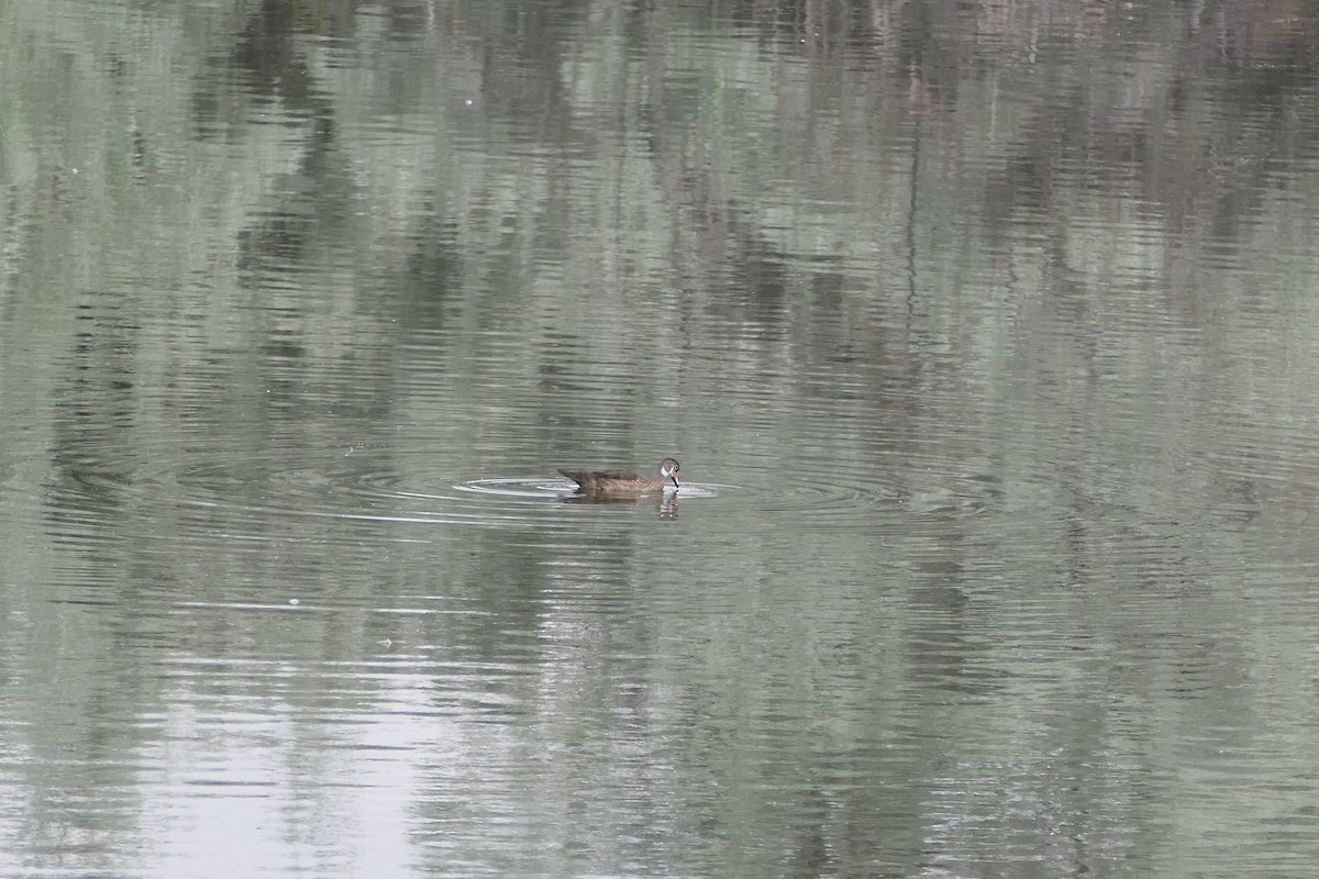 Canard branchu - ML638798550