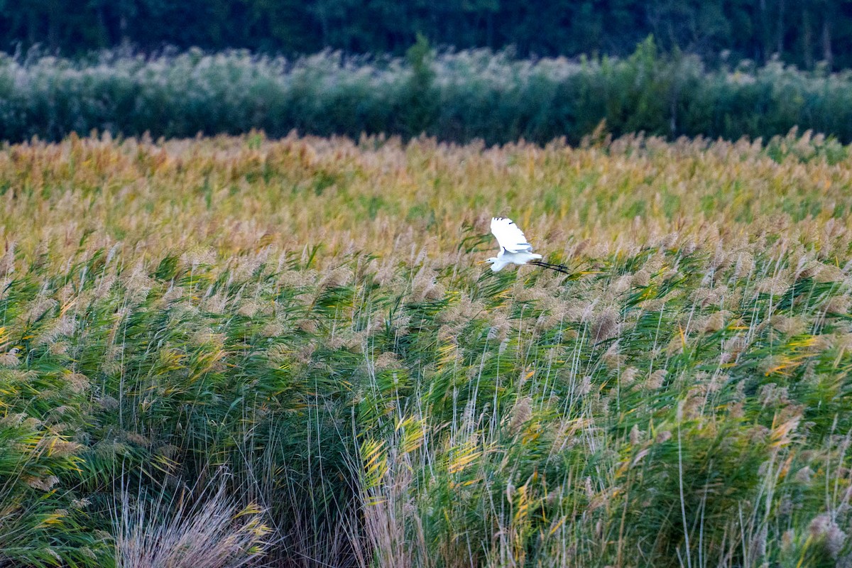 Great Egret - ML638798554