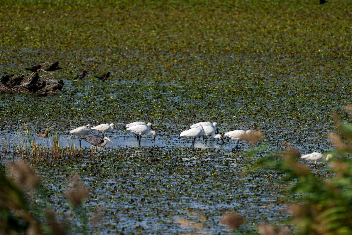 Gray Heron - ML638798561