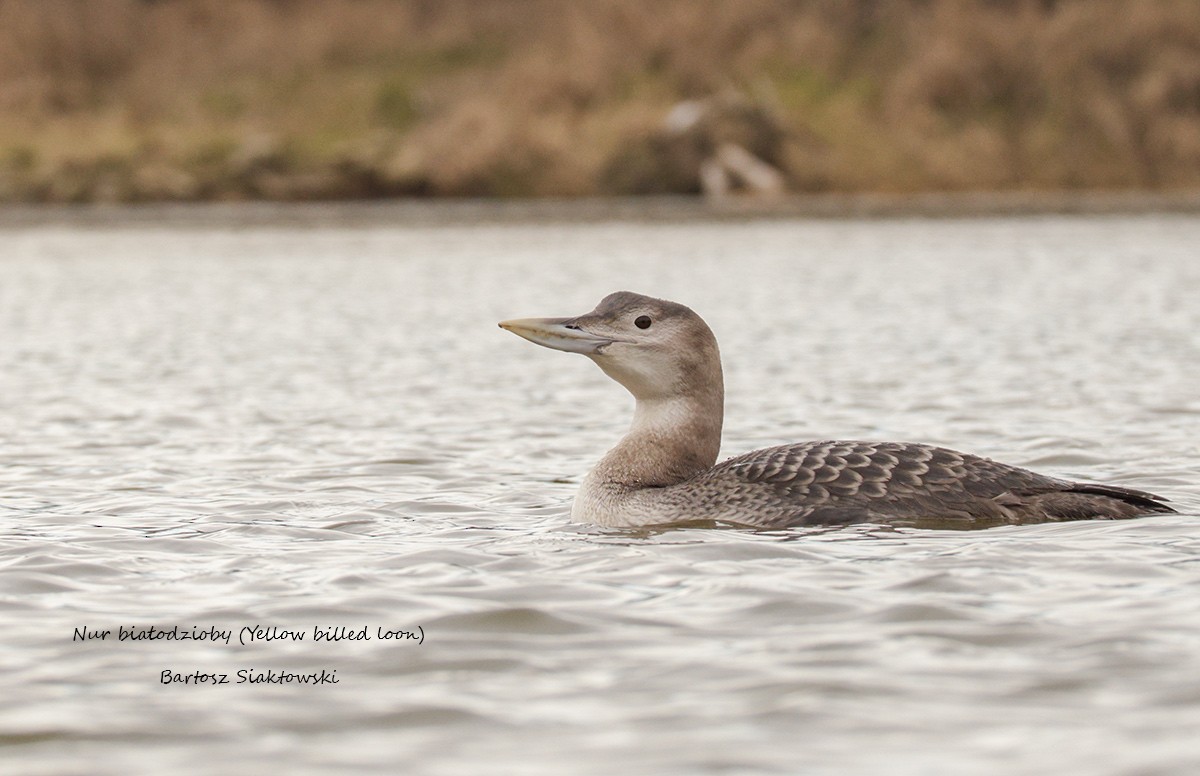 potáplice žlutozobá - ML638798566