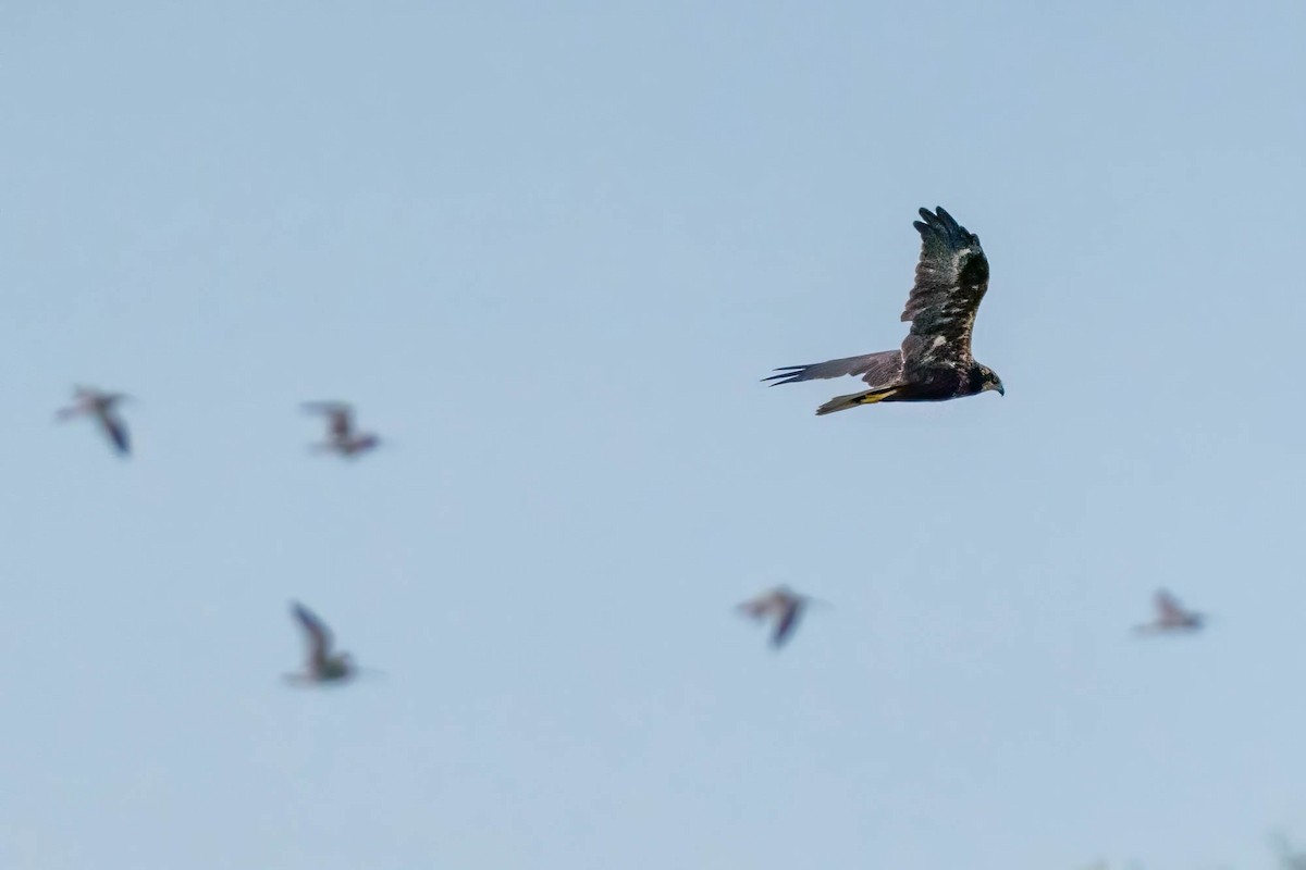 Western Marsh Harrier - ML638798572