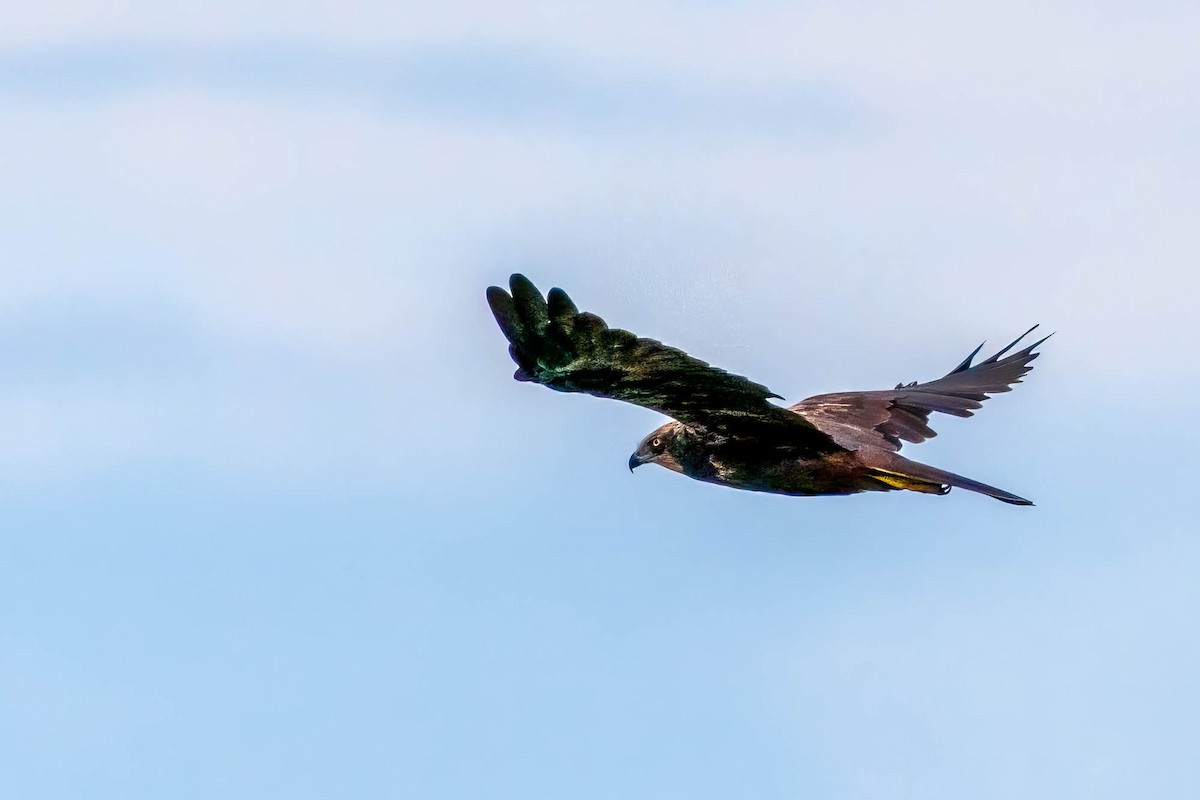 Western Marsh Harrier - ML638798573