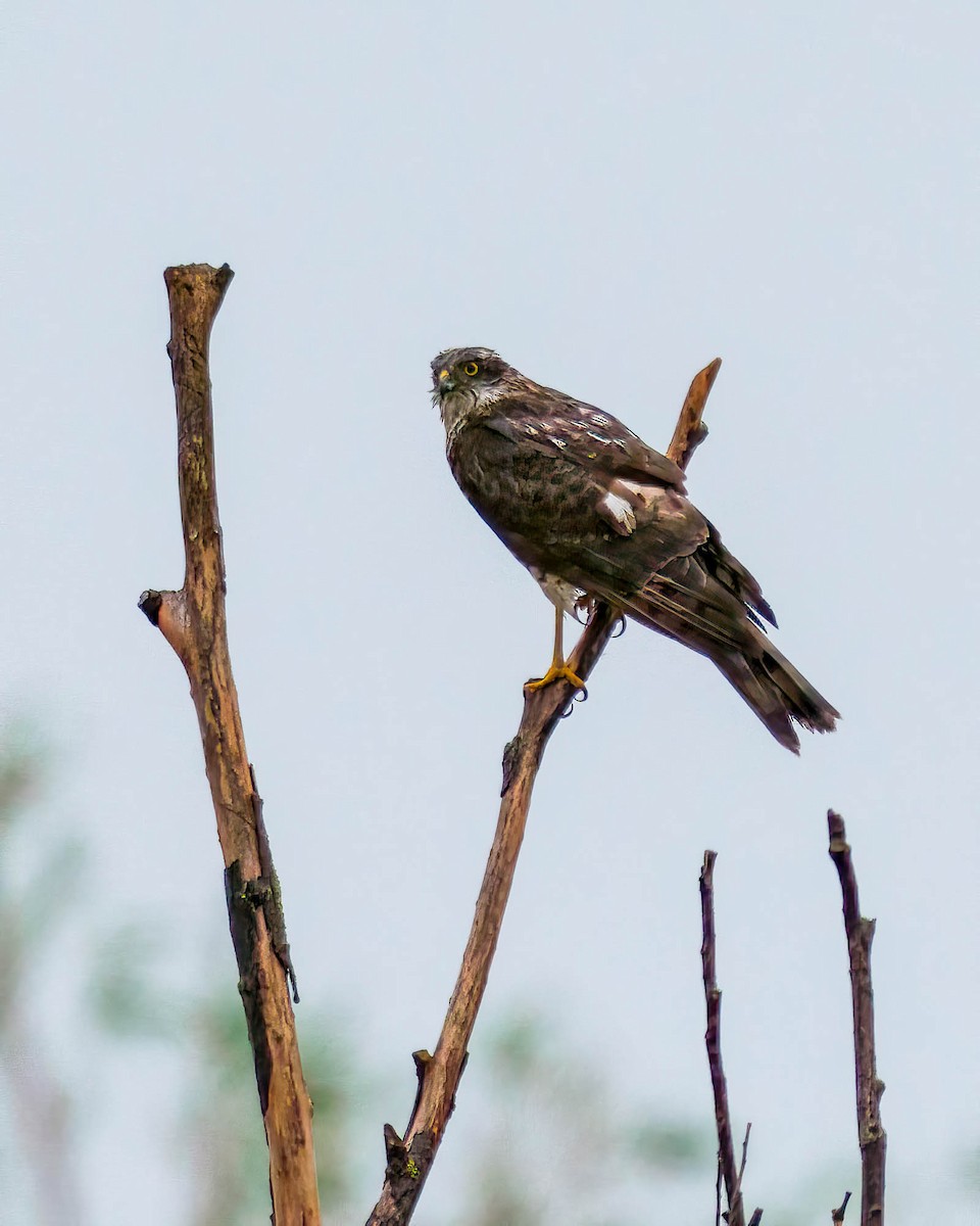 Hen Harrier - ML638798584