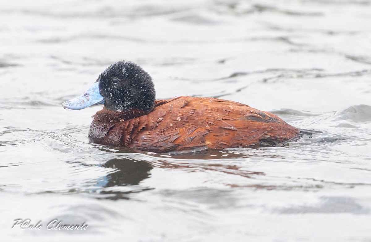 Andean Duck - ML638798587