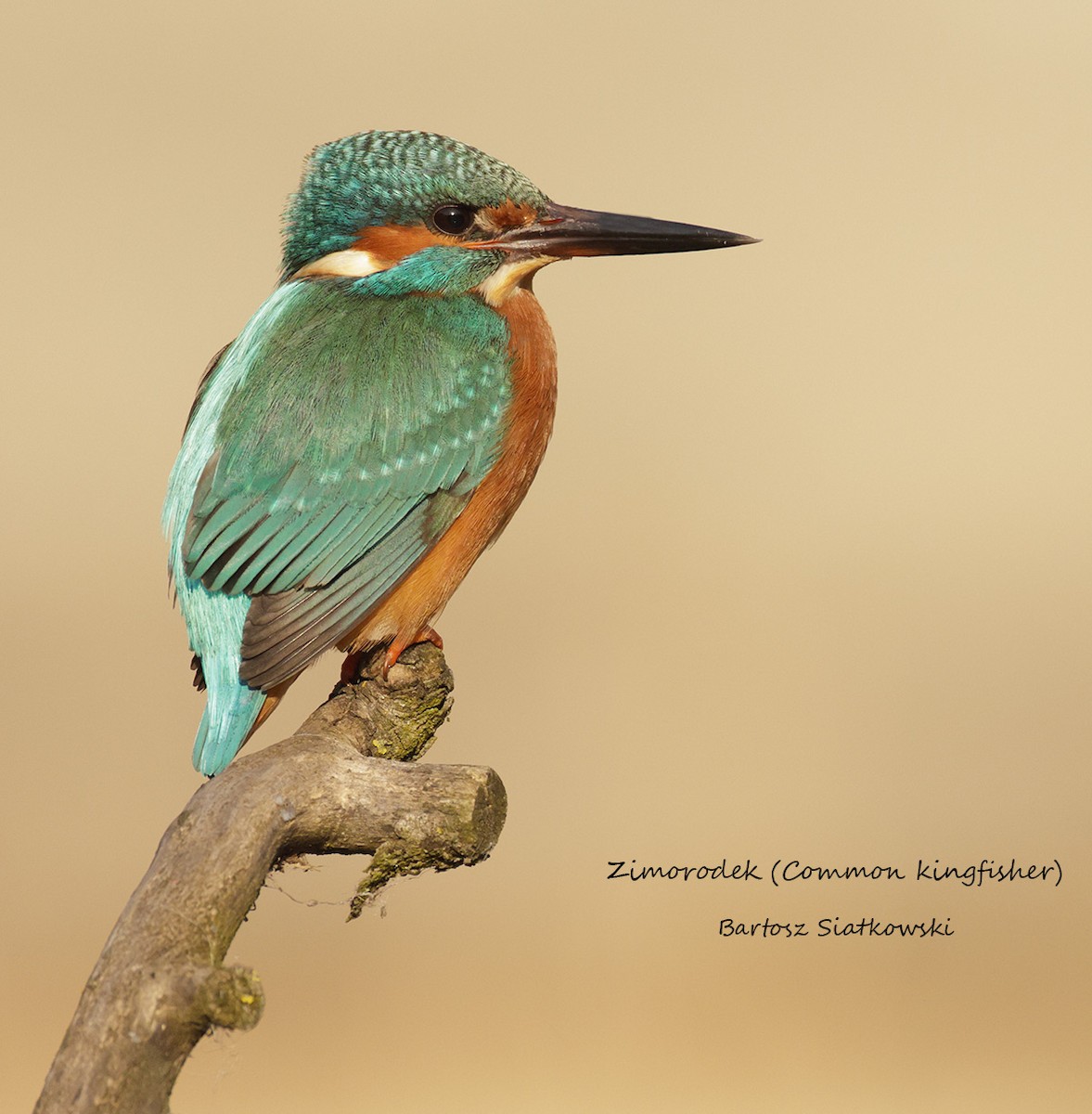 ledňáček říční - ML638798605