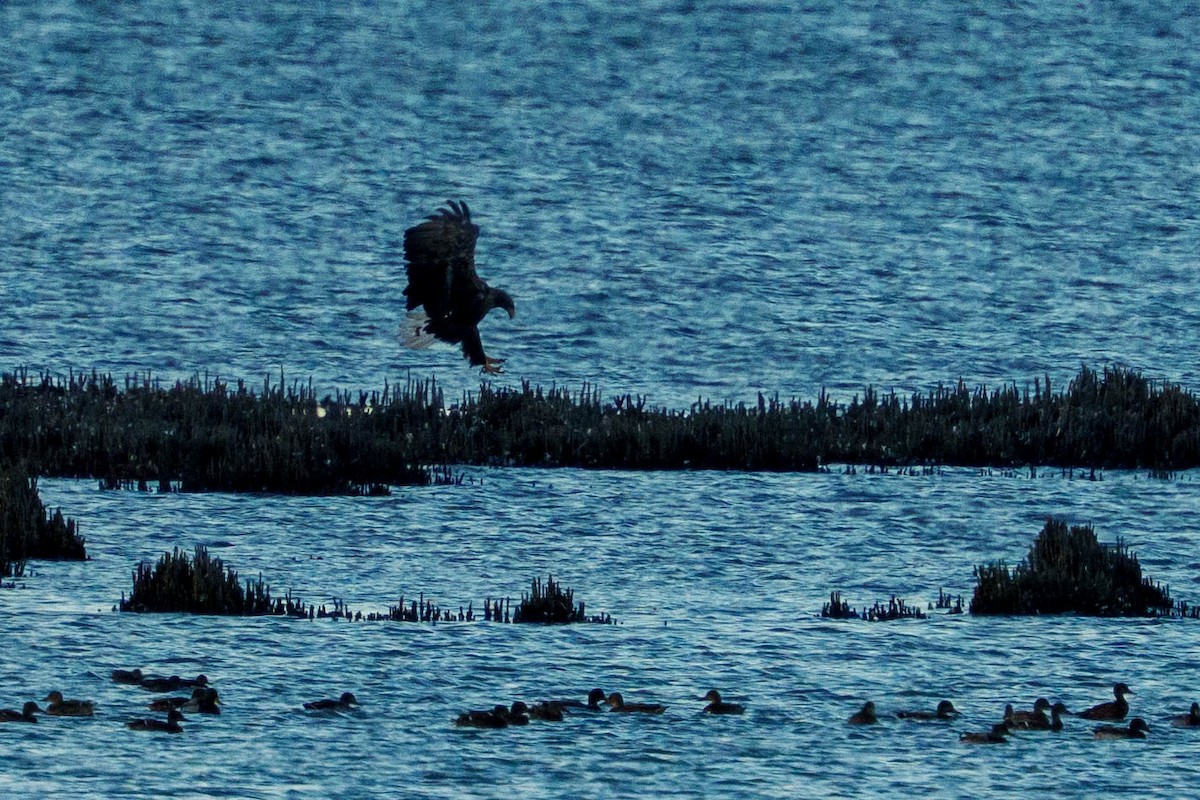 White-tailed Eagle - ML638798608